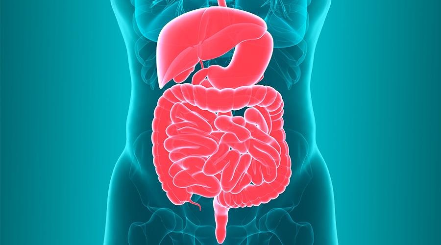 What Your Gut Is Trying to Tell You, According to a Gastroenterologist